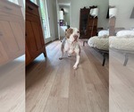 Small Photo #5 American Pit Bull Terrier-Unknown Mix Puppy For Sale in Germantown, OH, USA