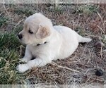 Small Photo #4 Golden Retriever Puppy For Sale in BENNETT, CO, USA