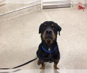 Rottweiler Dogs for adoption in Riverside, CA, USA