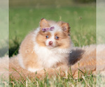 Small #3 Pomeranian
