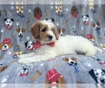 Small #7 Cavapoo