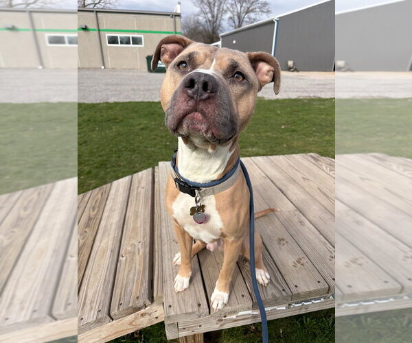 Medium Photo #2 American Staffordshire Terrier-Unknown Mix Puppy For Sale in Pierceton , IN, USA