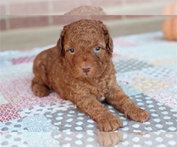Medium Photo #1 Goldendoodle Puppy For Sale in CHAPEL HILL, NC, USA