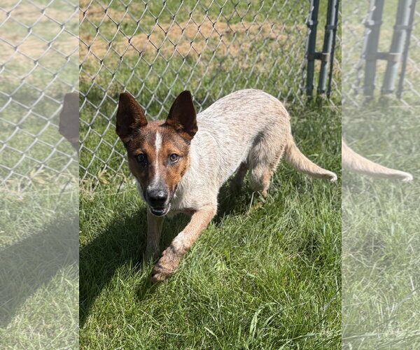 Medium Photo #2 Mutt Puppy For Sale in Jefferson, WI, USA