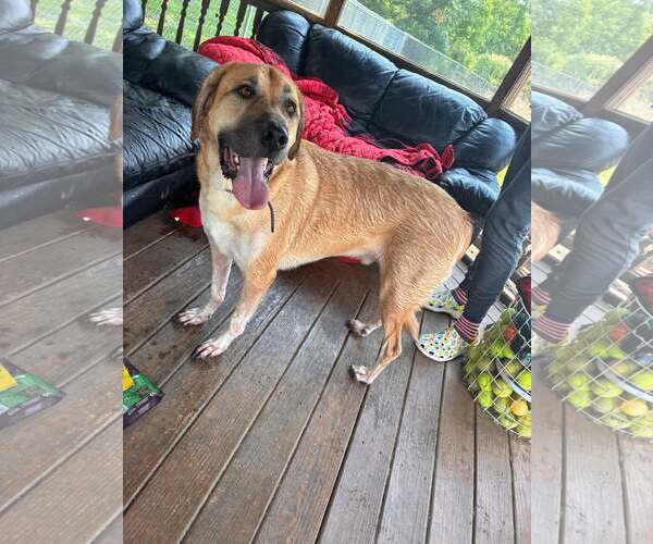 Medium Photo #1 Anatolian Shepherd Puppy For Sale in Martinsburg, WV, USA