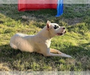 Mother of the Dogo Argentino puppies born on 02/18/2022