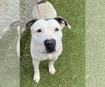 Small #1 American Pit Bull Terrier