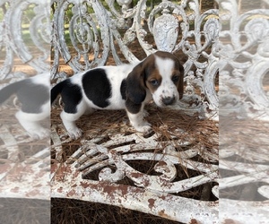 Basset Hound Puppy for sale in NESHOBA, MS, USA