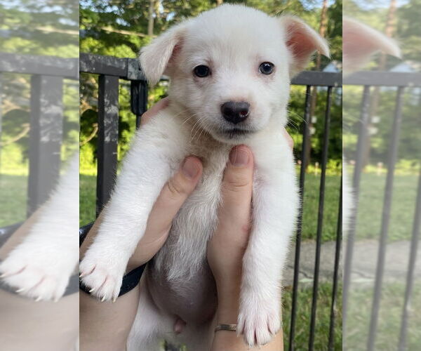 Medium Photo #2 Mutt Puppy For Sale in Aurora, IN, USA
