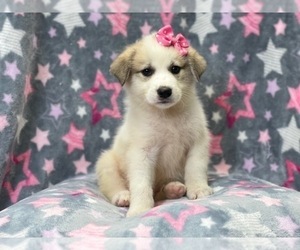 Anatolian Shepherd-Great Pyrenees Mix Puppy for sale in LAKELAND, FL, USA
