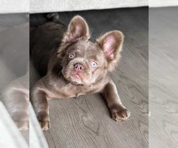 Medium Photo #1 French Bulldog Puppy For Sale in MIAMI, FL, USA