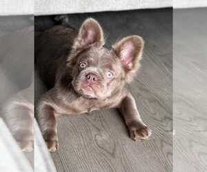Mother of the French Bulldog puppies born on 04/11/2026