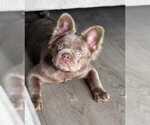 Small Photo #1 French Bulldog Puppy For Sale in MIAMI, FL, USA