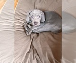 Small Photo #6 Weimaraner Puppy For Sale in WAVERLY, NY, USA