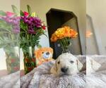 Small Photo #1 Mastiff-Poodle (Standard) Mix Puppy For Sale in GALT, CA, USA