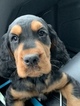 Small Photo #21 Gordon Setter Puppy For Sale in PADUCAH, KY, USA