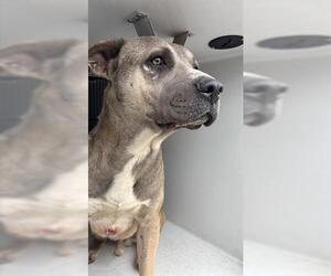 Mutt Dogs for adoption in Houston, TX, USA