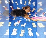 Small #10 Yorkshire Terrier