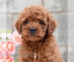 Small #3 Cavapoo (Miniature)