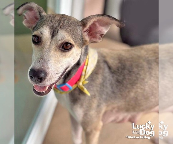 Medium Photo #1 Labrador Retriever-Unknown Mix Puppy For Sale in Washington, DC, USA