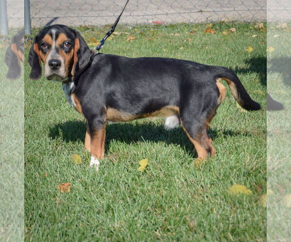 Medium Photo #2 Bagle Hound Puppy For Sale in Huntley, IL, USA