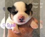 Image preview for Ad Listing. Nickname: Sybill