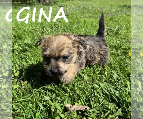 Medium Photo #3 Cairnoodle Puppy For Sale in HARTLAND, MN, USA