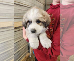 Medium Great Pyrenees