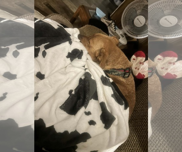 Medium Photo #3 Mutt Puppy For Sale in Holly Springs, NC, USA