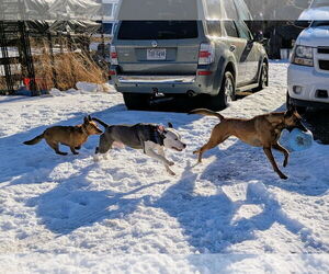 Mutt Dogs for adoption in Rustburg, VA, USA