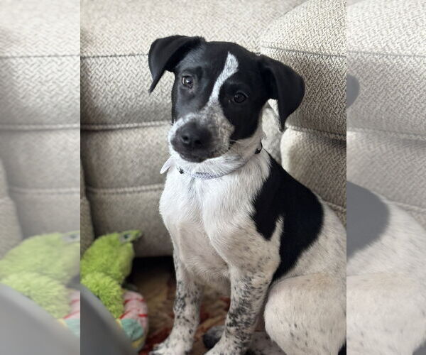 Medium Photo #2 Pointer-Unknown Mix Puppy For Sale in Rockaway, NJ, USA