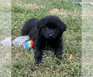 Keeshond-Labrador Retriever Mix Puppy for sale in SUFFOLK, VA, USA