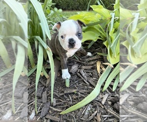 Boston Terrier Puppy for sale in FREDONIA, KS, USA