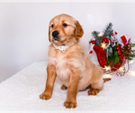 Small #9 Golden Retriever