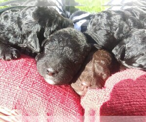 Barbet Puppy for sale in QUILCENE, WA, USA