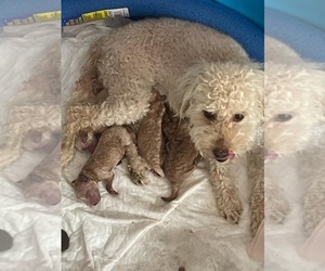 Mother of the Poodle (Miniature) puppies born on 05/04/2022
