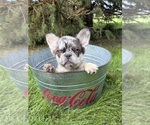 Small #5 French Bulldog