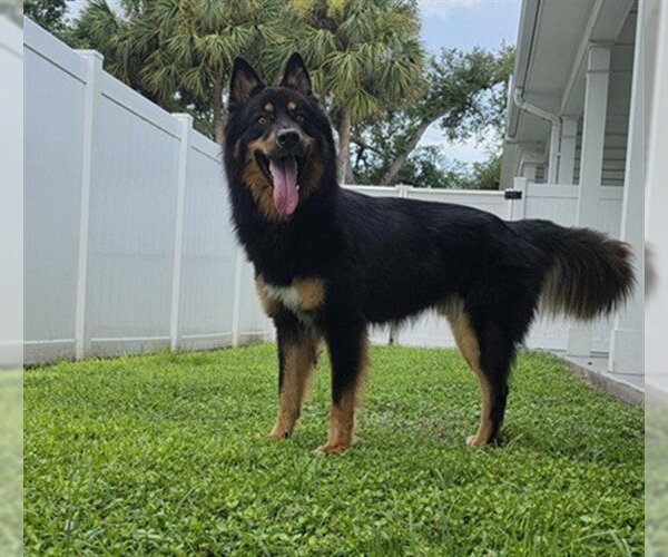 Medium Photo #1 German Shepherd Dog-Unknown Mix Puppy For Sale in Palmetto, FL, USA
