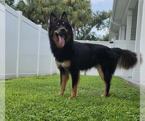 German Shepherd Dog-Unknown Mix Dogs for adoption in Palmetto, FL, USA