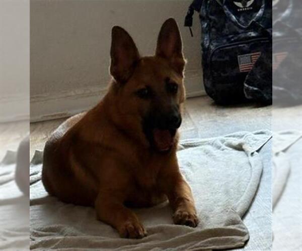 Medium Photo #1 German Shepherd Dog Puppy For Sale in San Antonio, TX, USA