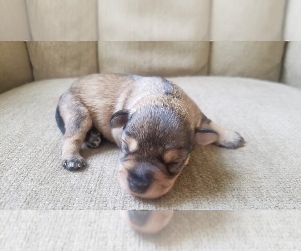 Medium Photo #14 Schnauzer (Miniature) Puppy For Sale in LEESBURG, VA, USA