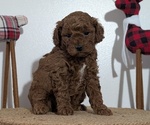 Small Photo #35 Poodle (Miniature) Puppy For Sale in GOSHEN, IN, USA