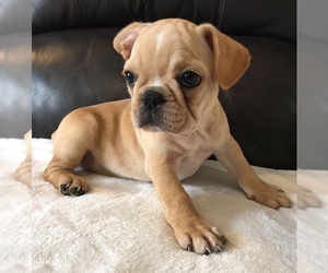 French Bulldog Puppy for sale in CHARLESTON, SC, USA