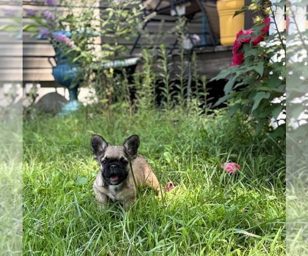 Medium Photo #4 French Bulldog Puppy For Sale in NEWTON, NJ, USA