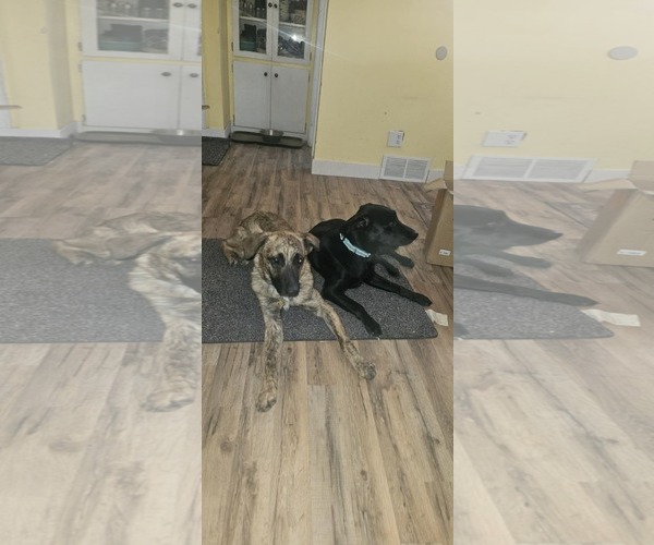 Medium Photo #13 Mutt Puppy For Sale in Sandy, UT, USA