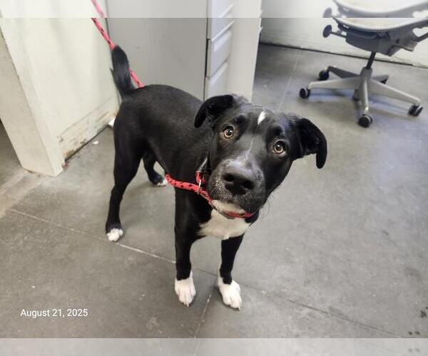 Medium Photo #1 Border Collie-Unknown Mix Puppy For Sale in Santa Cruz, CA, USA