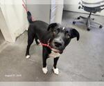 Small Border Collie Mix