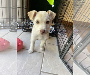 Huskies -Labrador Retriever Mix Dogs for adoption in Princeton, MN, USA