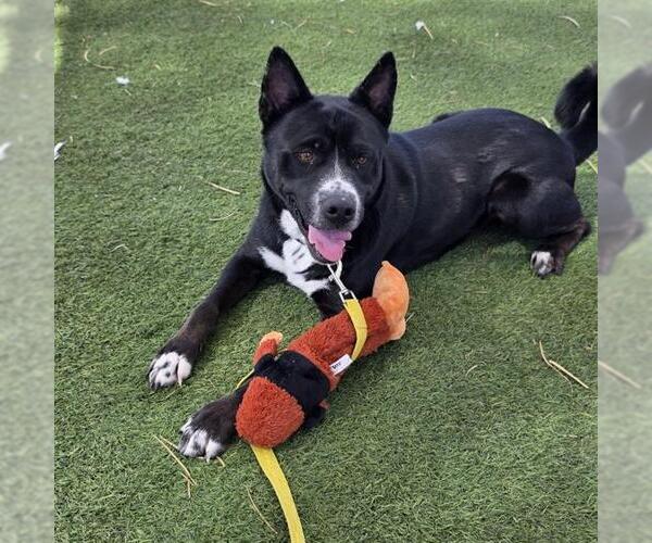 Medium Photo #2 German Shepherd Dog-Unknown Mix Puppy For Sale in Las Vegas, NV, USA