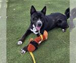 Small #1 German Shepherd Dog Mix